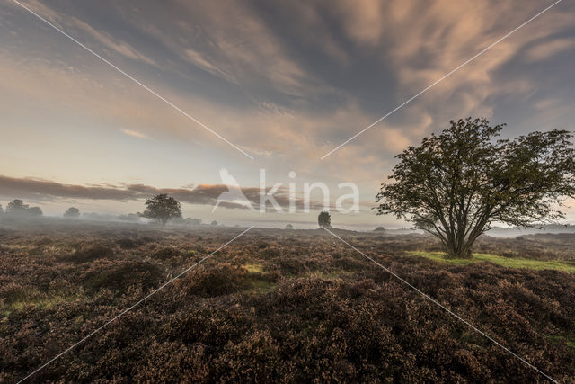 Hoorneboegse Heide