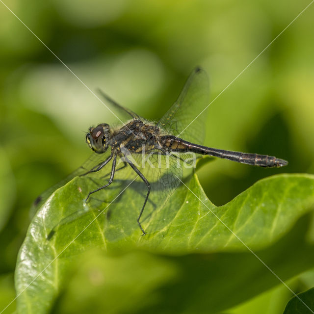 Bruine korenbout (Libellula fulva)