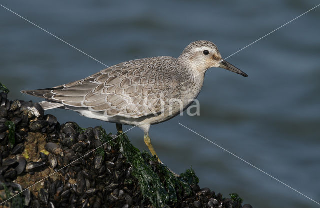 Red Knot (Calidris canutus)