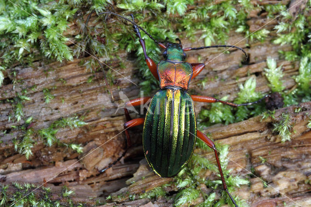 Carabus auronitens