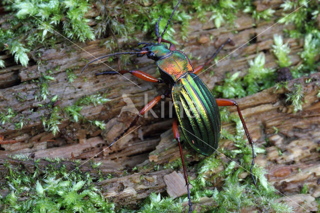 Carabus auronitens