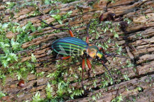 Carabus auronitens