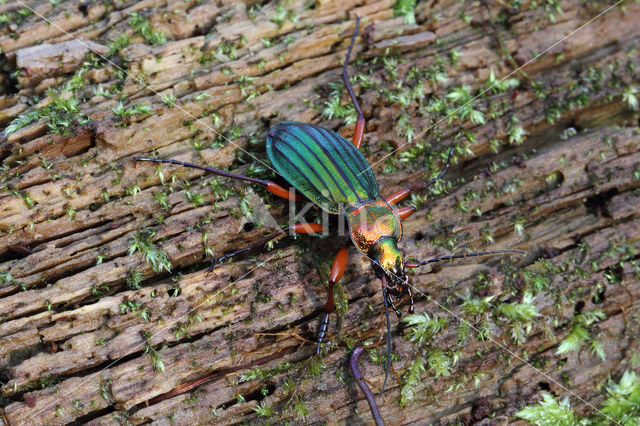 Carabus auronitens