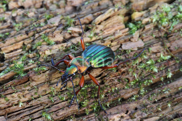 Goudglanzende Schallebijter