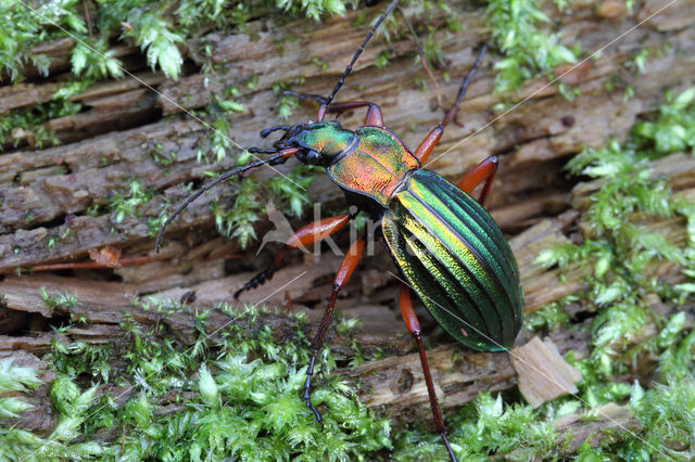 Carabus auronitens