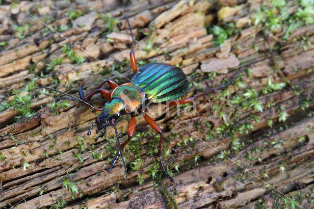 Carabus auronitens