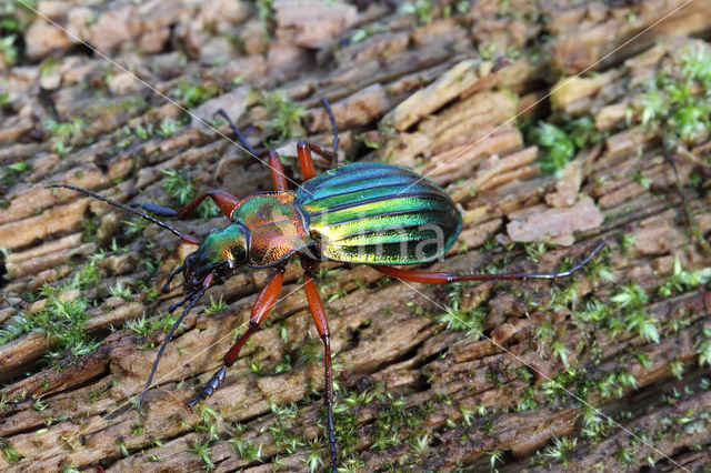 Goudglanzende Schallebijter