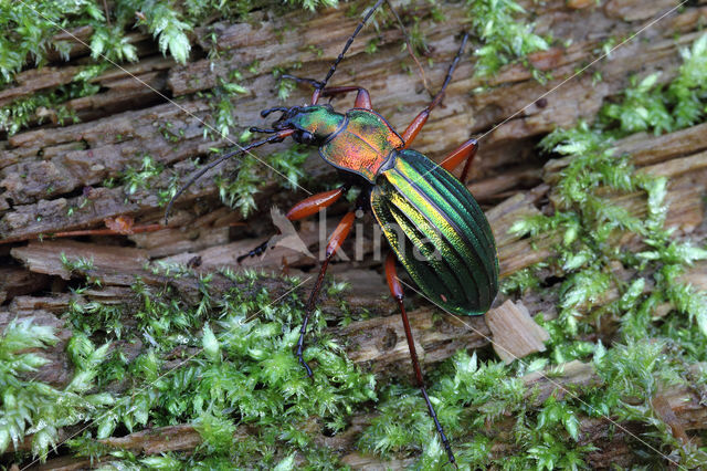 Carabus auronitens