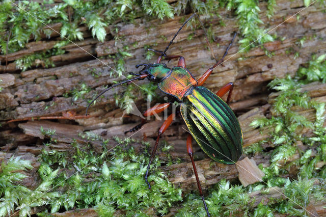 Carabus auronitens