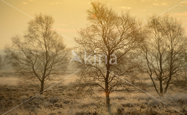 Berk (Betula)