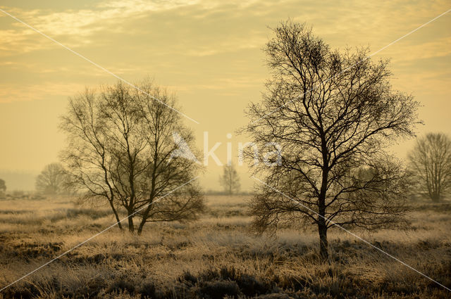 Berk (Betula)