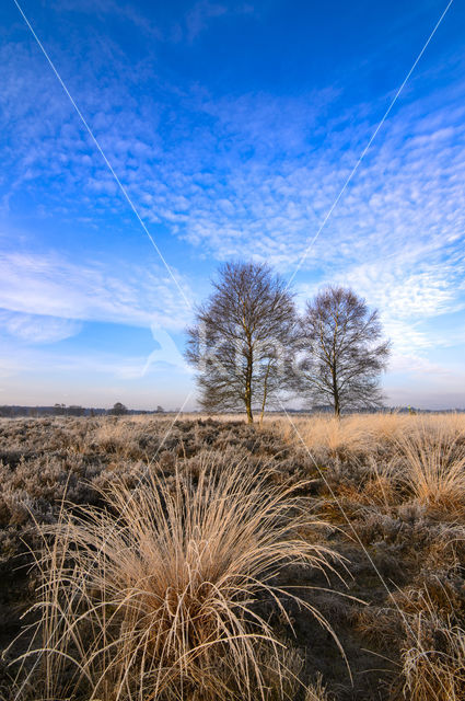 Birch (Betula)