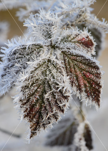 Bramble (Rubus spec)