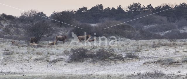 Highland Cow (Bos domesticus)