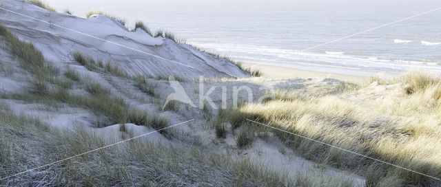 Marram (Ammophila arenaria)