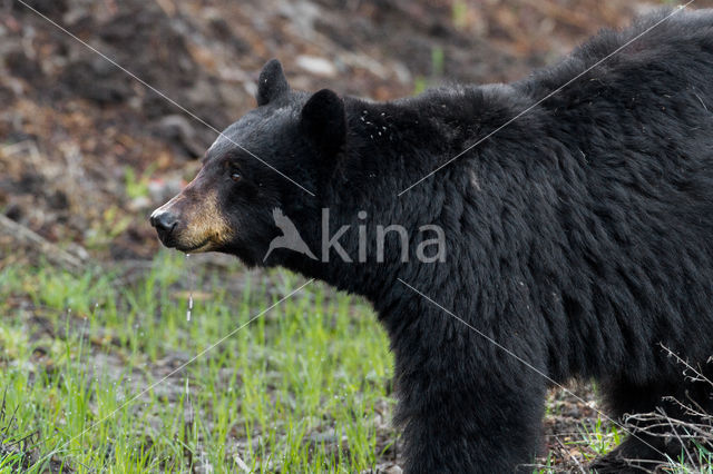 American black bear (Ursus americanus)