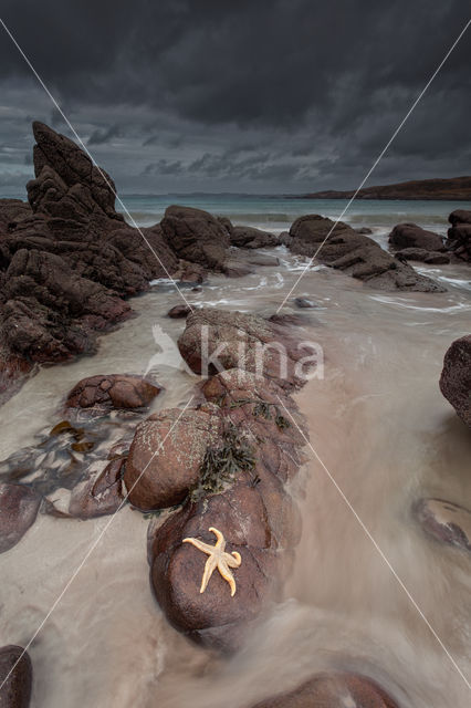 Common starfish (Asterias rubens)