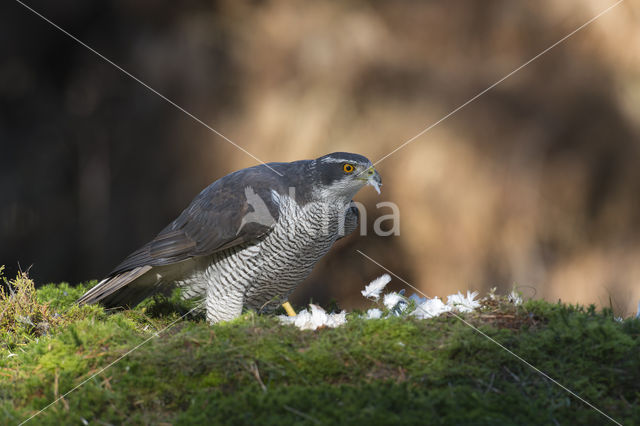 Havik (Accipiter gentilis)