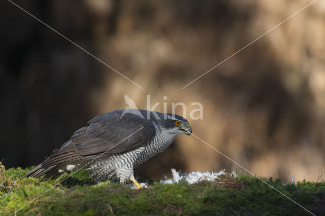 Havik (Accipiter gentilis)