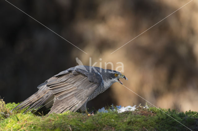 Havik (Accipiter gentilis)