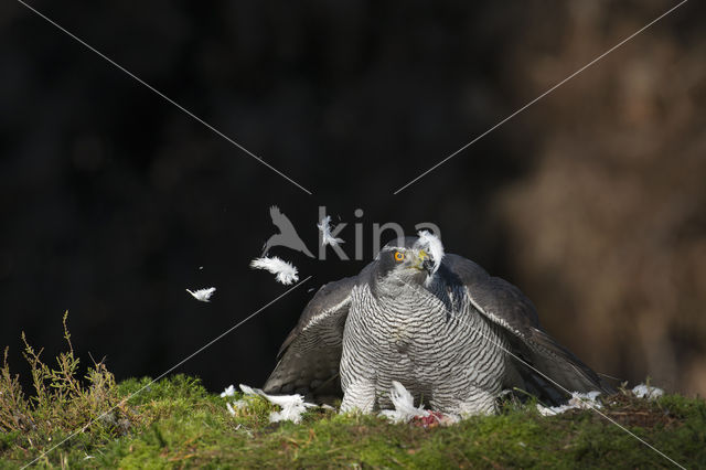 Havik (Accipiter gentilis)
