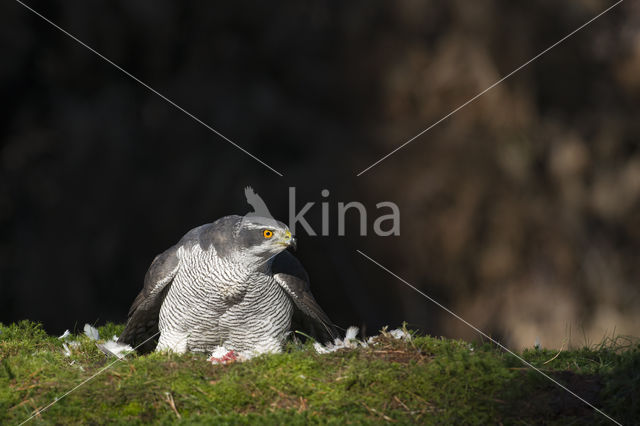 Havik (Accipiter gentilis)