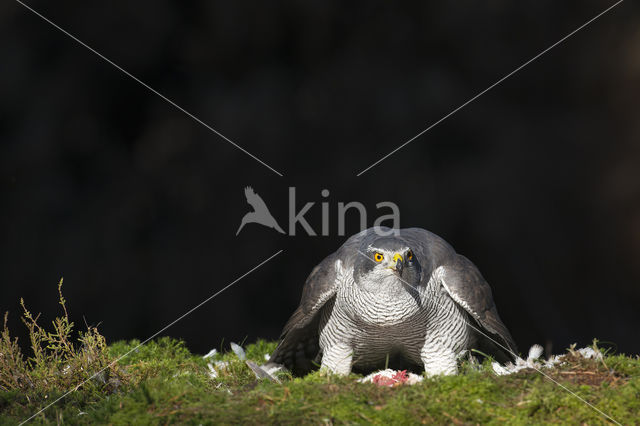 Havik (Accipiter gentilis)