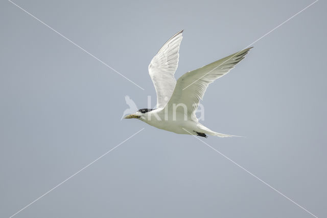 Lesser Crested-Tern (Sterna bengalensis)