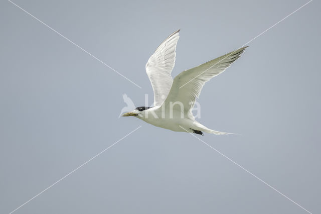 Bengaalse Stern (Sterna bengalensis)