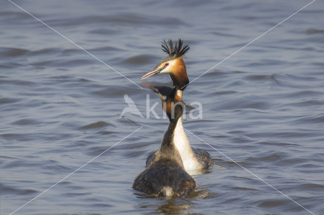 Great Crested Grebe (Podiceps cristatus)