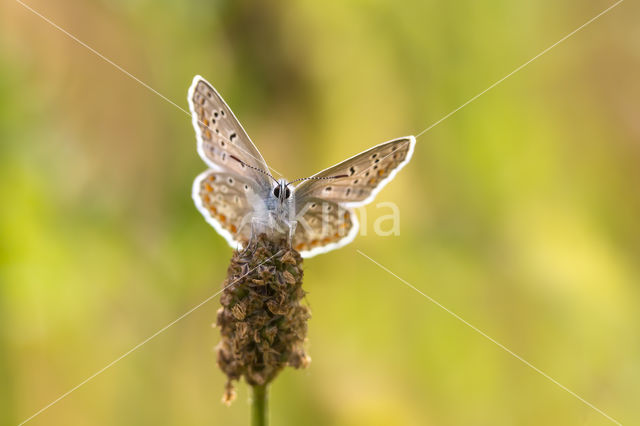 Common Blue (Polyommatus icarus)