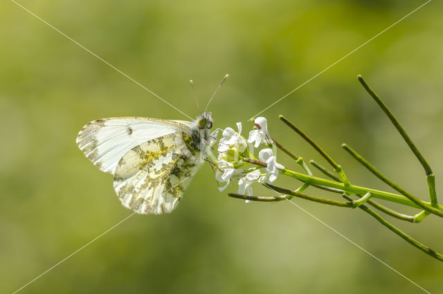 Common Blue (Polyommatus icarus)