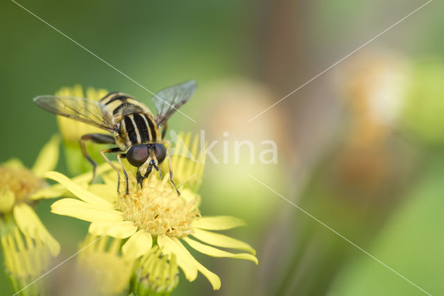 Marmelade Fly (Episyrphus balteatus)