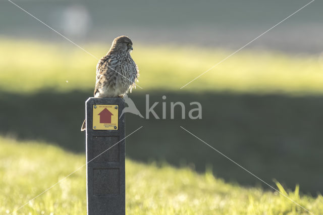 Torenvalk (Falco tinnunculus)