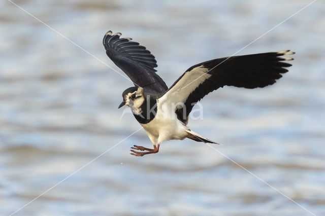 Kievit (Vanellus vanellus)