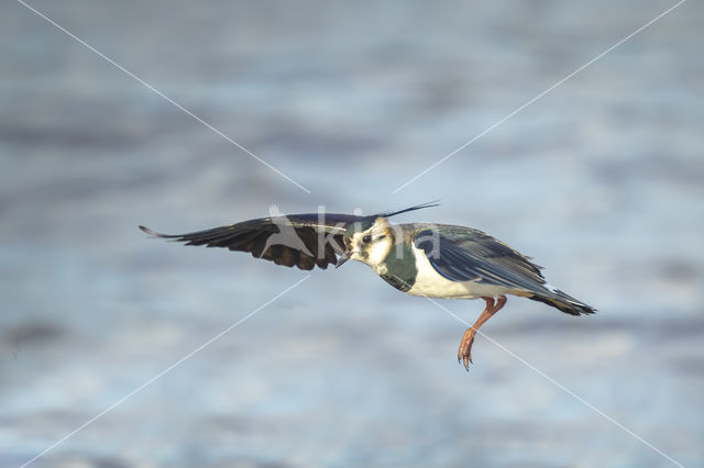 Lapwing (Vanellus vanellus)