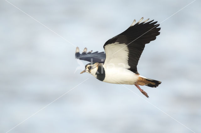 Lapwing (Vanellus vanellus)