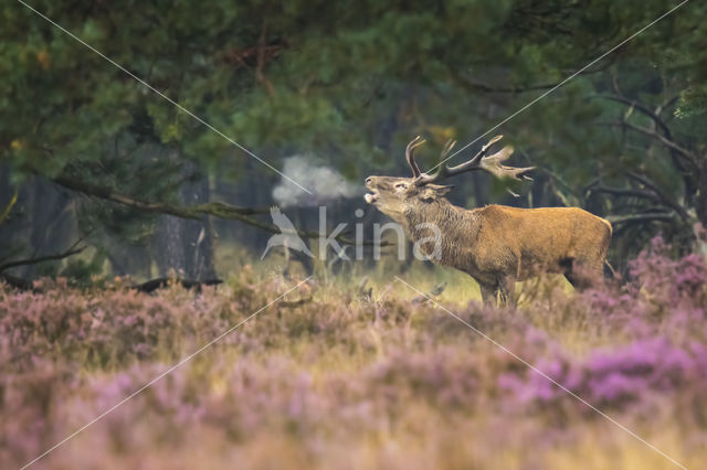 Red Deer (Cervus elaphus)