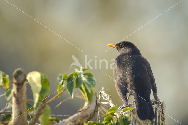 Merel (Turdus merula)