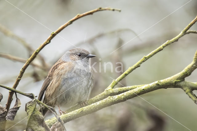 Heggemus (Prunella modularis)