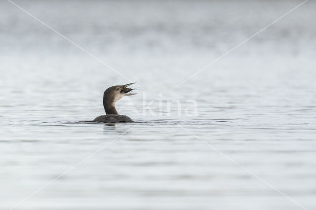Common Loon