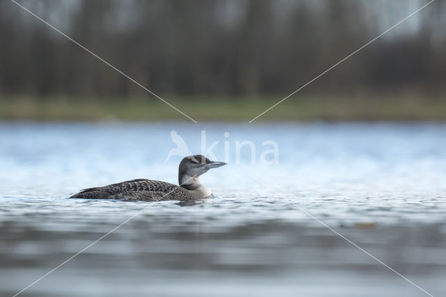 Common Loon