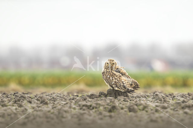 Short-eared Owl (Asio flammeus)