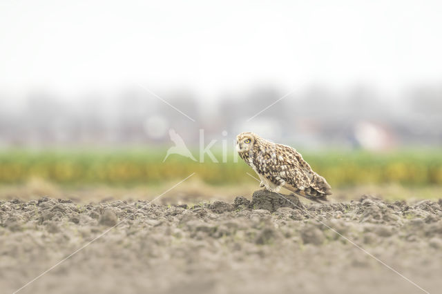 Short-eared Owl (Asio flammeus)