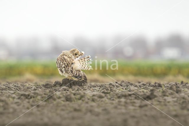 Short-eared Owl (Asio flammeus)