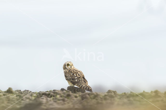 Short-eared Owl (Asio flammeus)