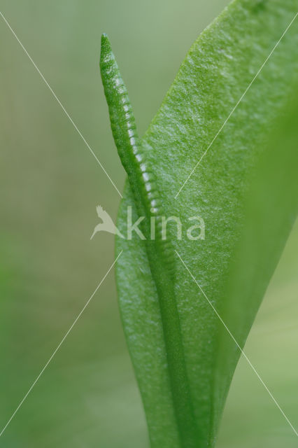 Adder's Tongue (Ophioglossum vulgatum)