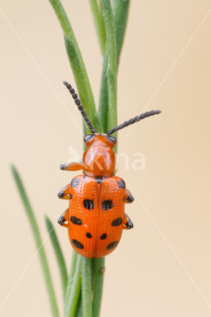 Twaalfpunts-aspergekever (Crioceris duodecimpunctata)