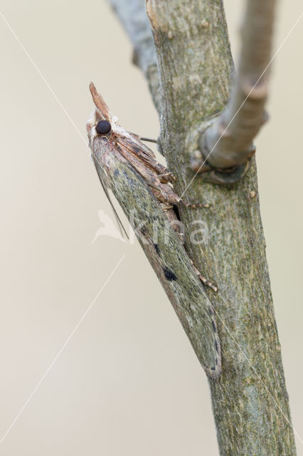 Bee Moth (Aphomia sociella)