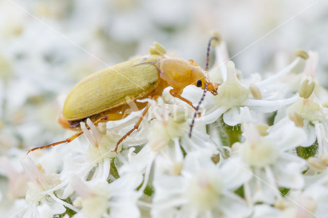 Gele Bloemenkever (Cteniopus sulphureus)